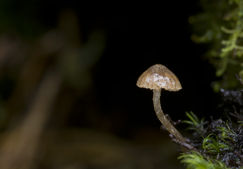 Galerina calyptrospora